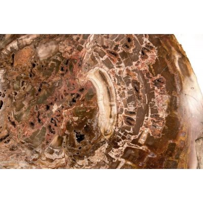 Nobile disco di legno pietrificato