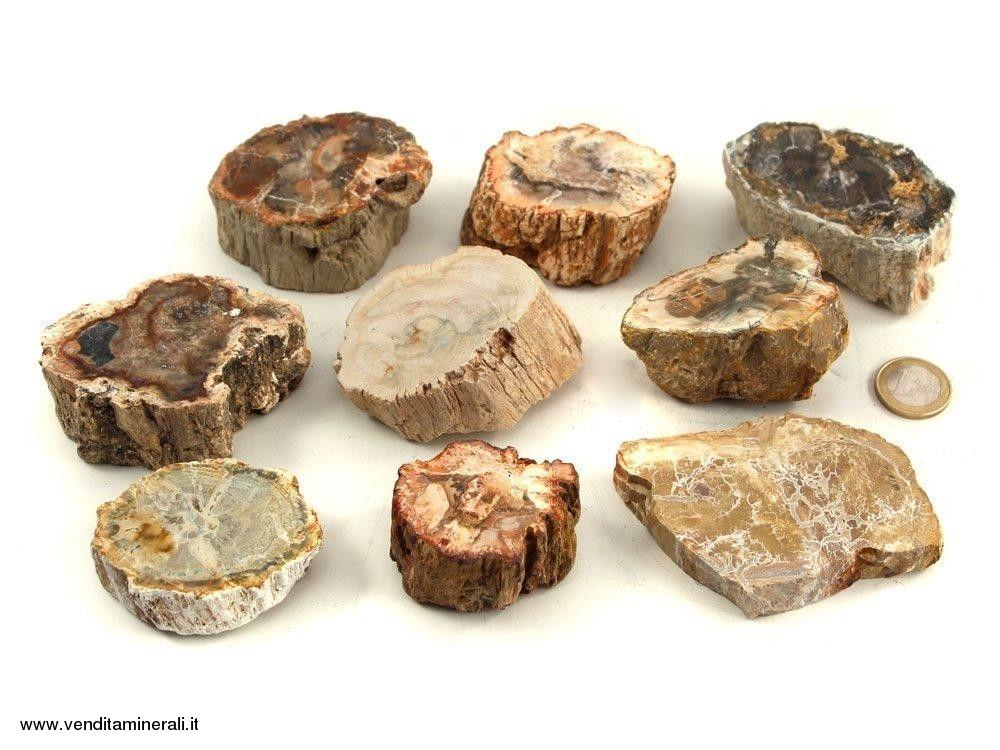 Legno pietrificato - Stelo piccolo - 1 kg