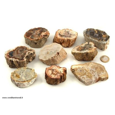 Legno pietrificato - Stelo piccolo - 1 kg