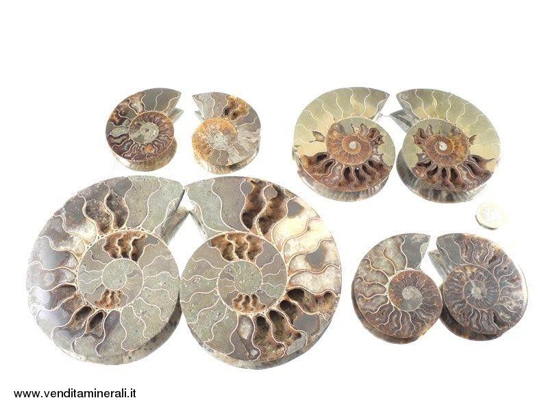 Coppie di ammoniti - 1 kg