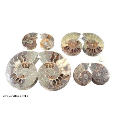 Coppie di ammoniti - 1 kg