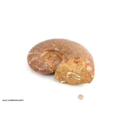 Ammonite di Kranaosphinctes - XXL