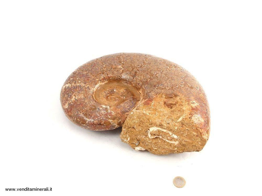 Ammonite di Kranaosphinctes - XXL