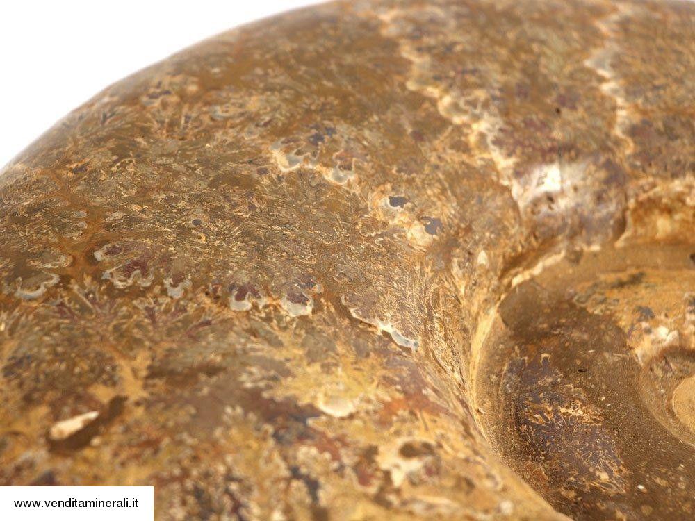 Ammonite di Kranaosphinctes - XXL