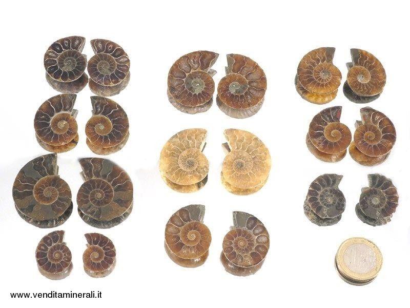 Coppia di ammoniti 'Cleoniceras' mini - 10 paia