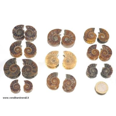 Coppia di ammoniti 'Cleoniceras' mini - 10 paia