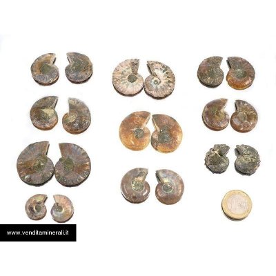 Coppia di ammoniti 'Cleoniceras' mini - 10 paia