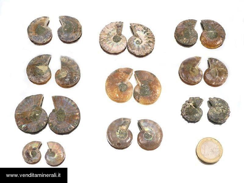 Coppia di ammoniti 'Cleoniceras' mini - 10 paia
