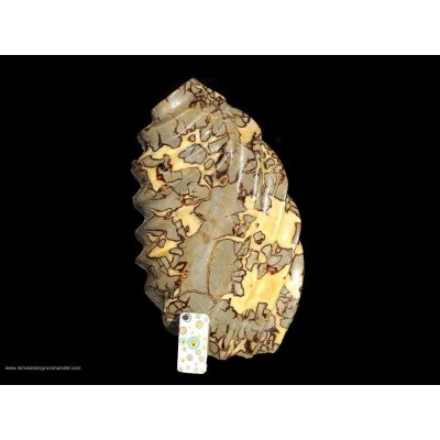 Septarie - Spirale XL