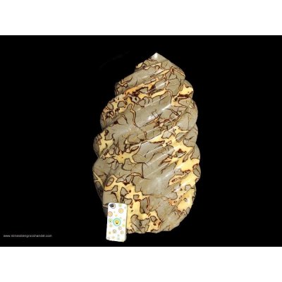 Septarie - Spirale XL