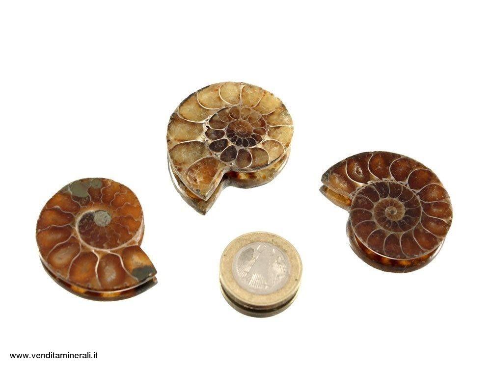 Ammonite - lucidada su entrambi i lati