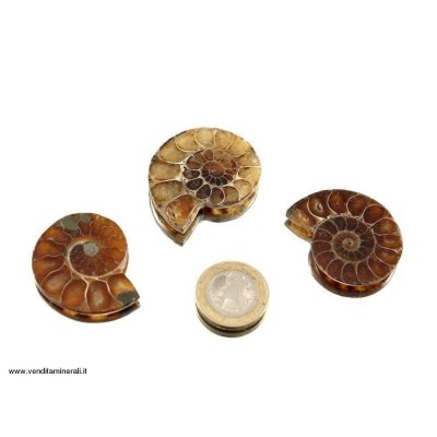 Ammonite - lucidada su entrambi i lati