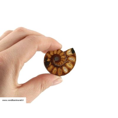 Ammonite - lucidada su entrambi i lati