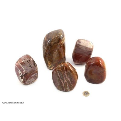 Forme di legno pietrificato a 5 kg