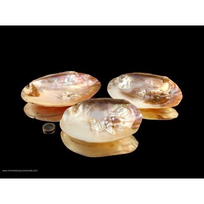 Conchiglia con perle