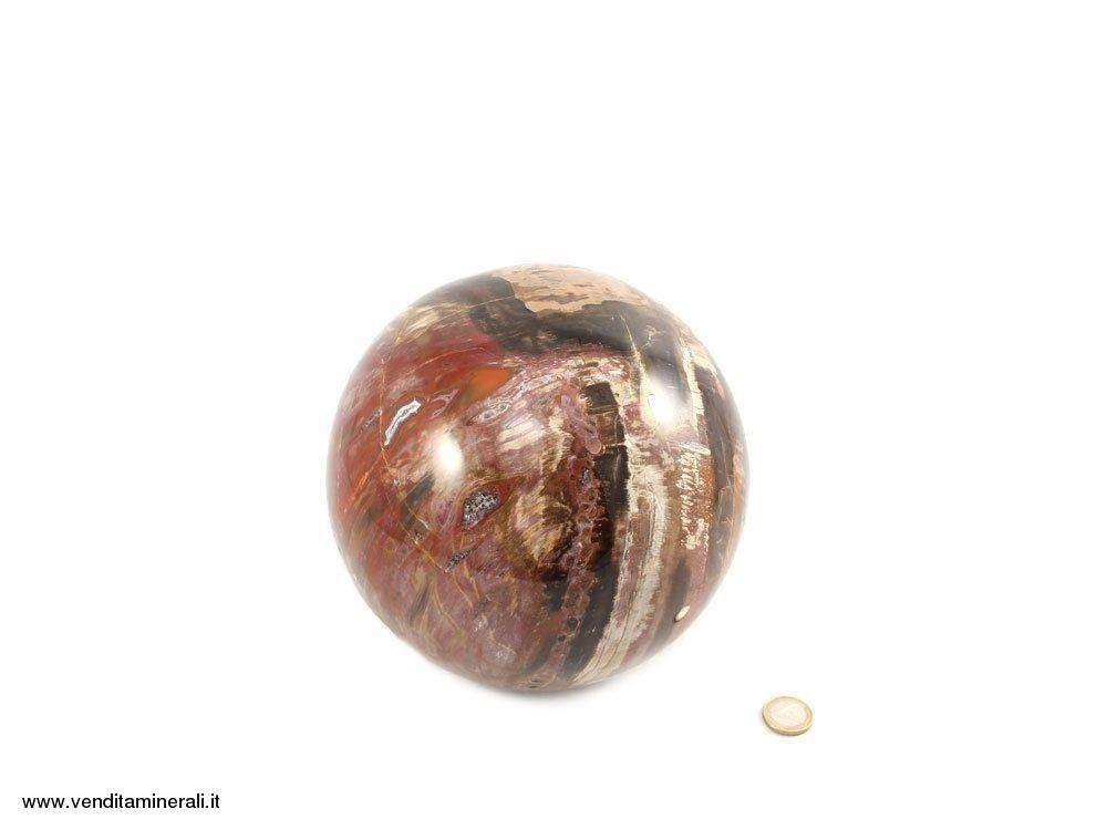 Palla di pietra fossile di legno fossile