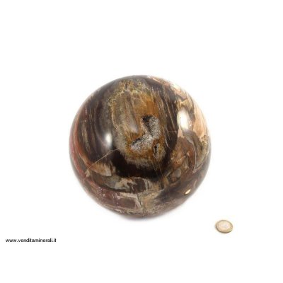 Palla di pietra fossile di legno fossile