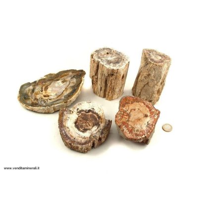 Legno pietrificato - Pietre piccole - 1 kg