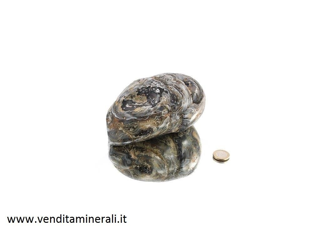 Agata lucida - tubero