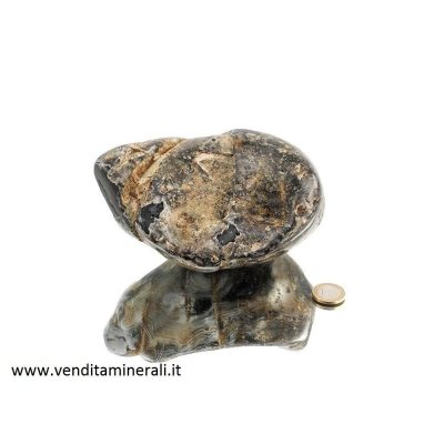 Agata lucida - tubero