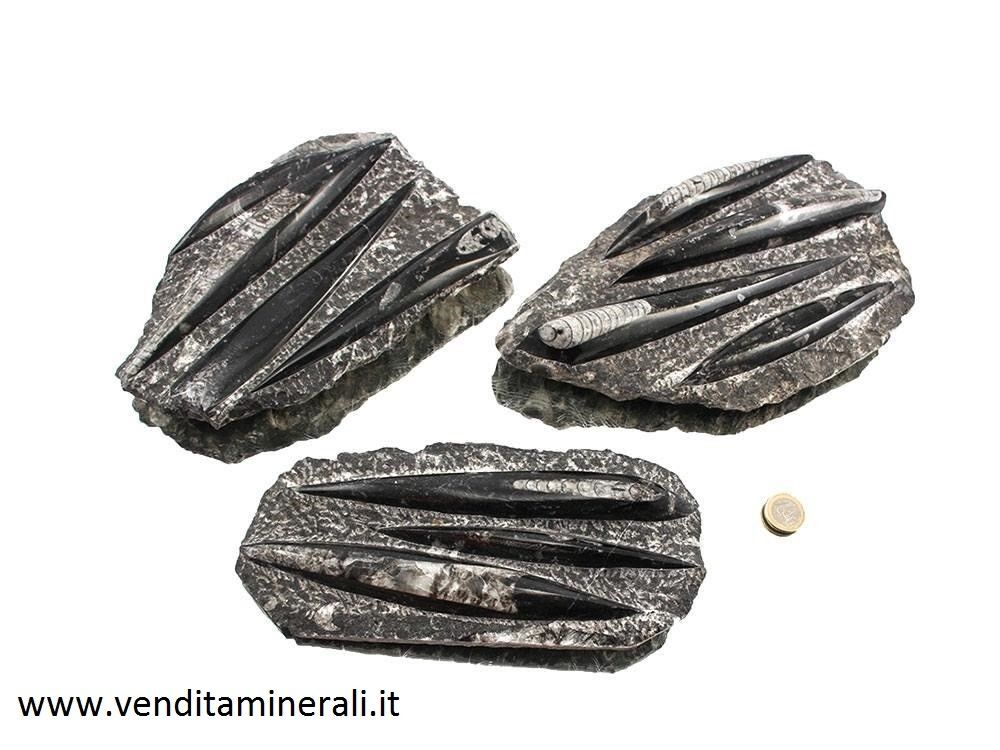 Piastra fossile - 1 pezzo