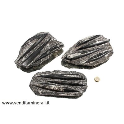 Piastra fossile - 1 pezzo