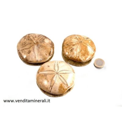 Riccio di mare pietrificato - 1 pezzo