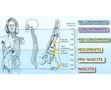 Trattamento Metamorfico
