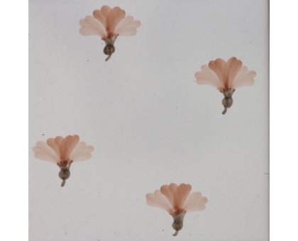 Ciclamino Quattro Fiori