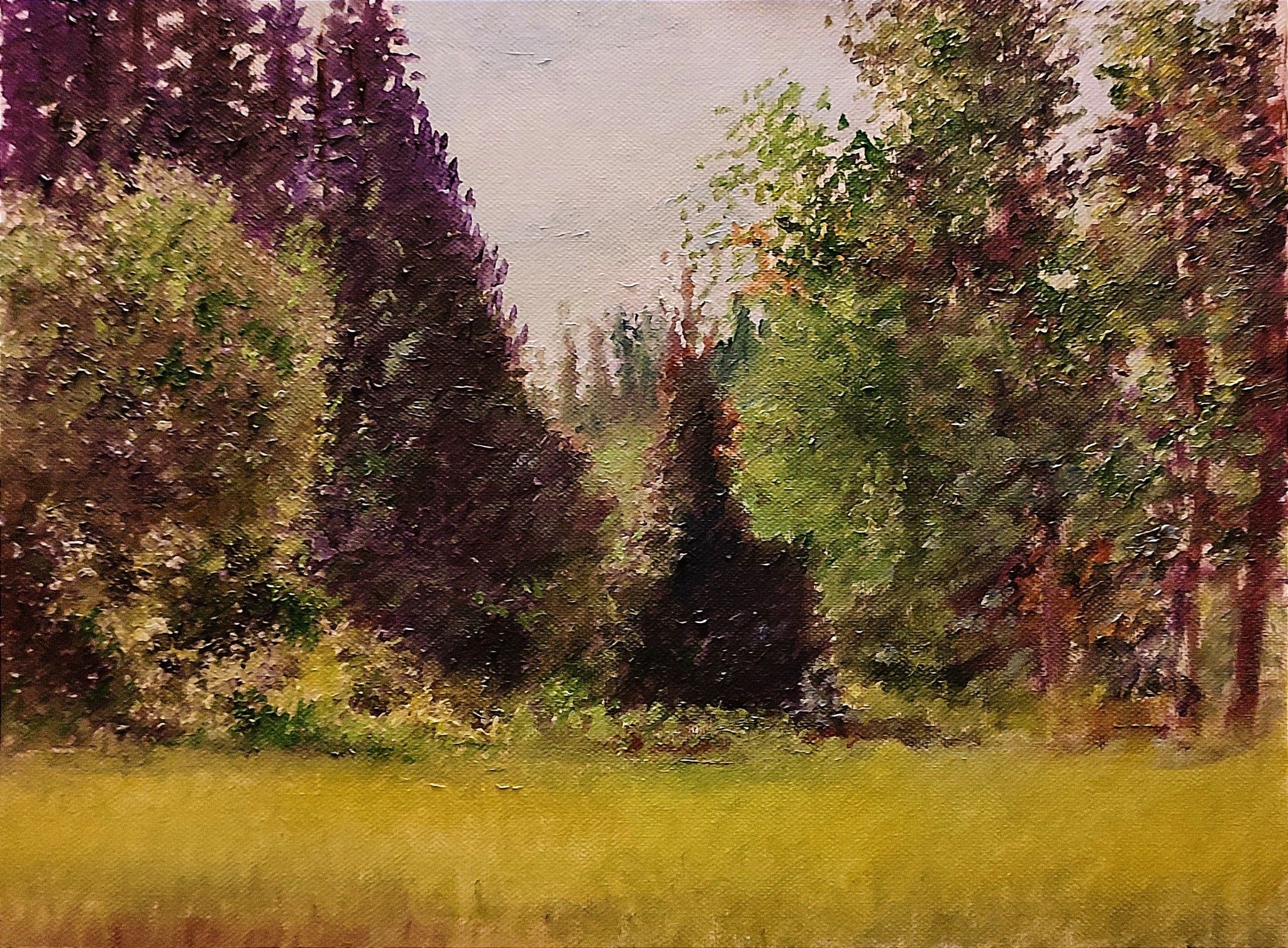 OLIO SU TELA  MASSIMO BIGAZZI ' PRATO CON ALBERI INTORNO '  dimensioni L 40 x H 30 cm.