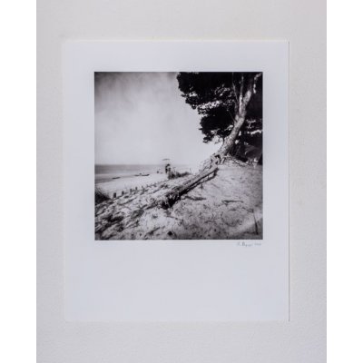 FOTOGRAFIA MASSIMO PELAGAGGE ' RADICI ' dimensioni L 40 x H 50 cm.