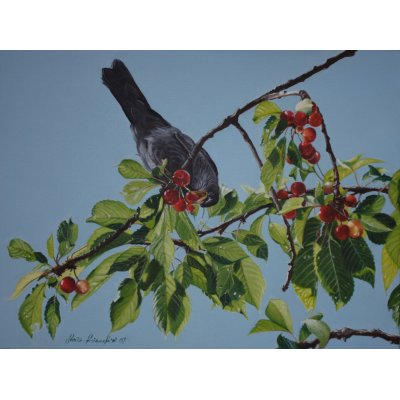 OLIO SU TELA SONIA FIACCHINI ' MERLO ' dimensioni L 30 x H 40 cm.