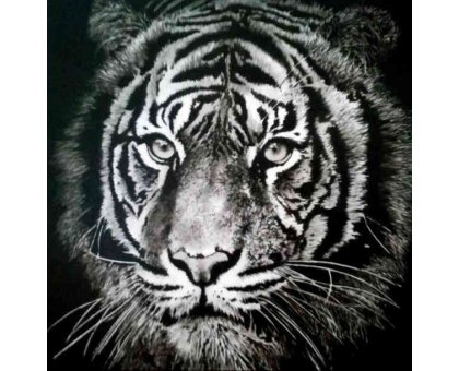 ACRILICO SU TELA TIZIANA SANNA ' DARK TIGER ' dimensioni L 100 x H 100 cm.