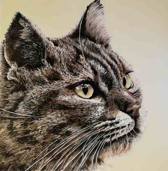 OLIO SU TELA  TIZIANA SANNA " FELIS SILVESTRIS "  dimensioni  L 100 x H 100 cm.