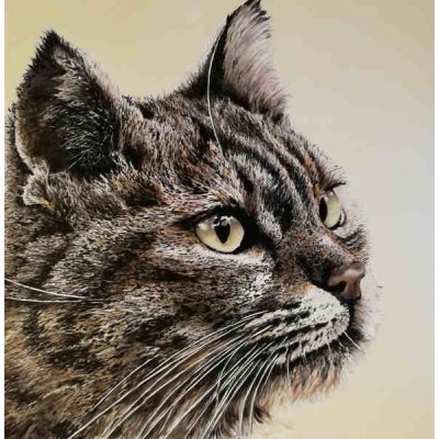 OLIO SU TELA TIZIANA SANNA " FELIS SILVESTRIS " dimensioni L 100 x H 100 cm.